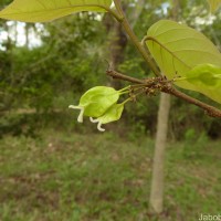 Holoptelea integrifolia (Roxb.) Planch.